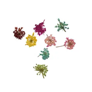 گل خشک نرلین مدل مینیاتوری autumnal بسته 8 عددی