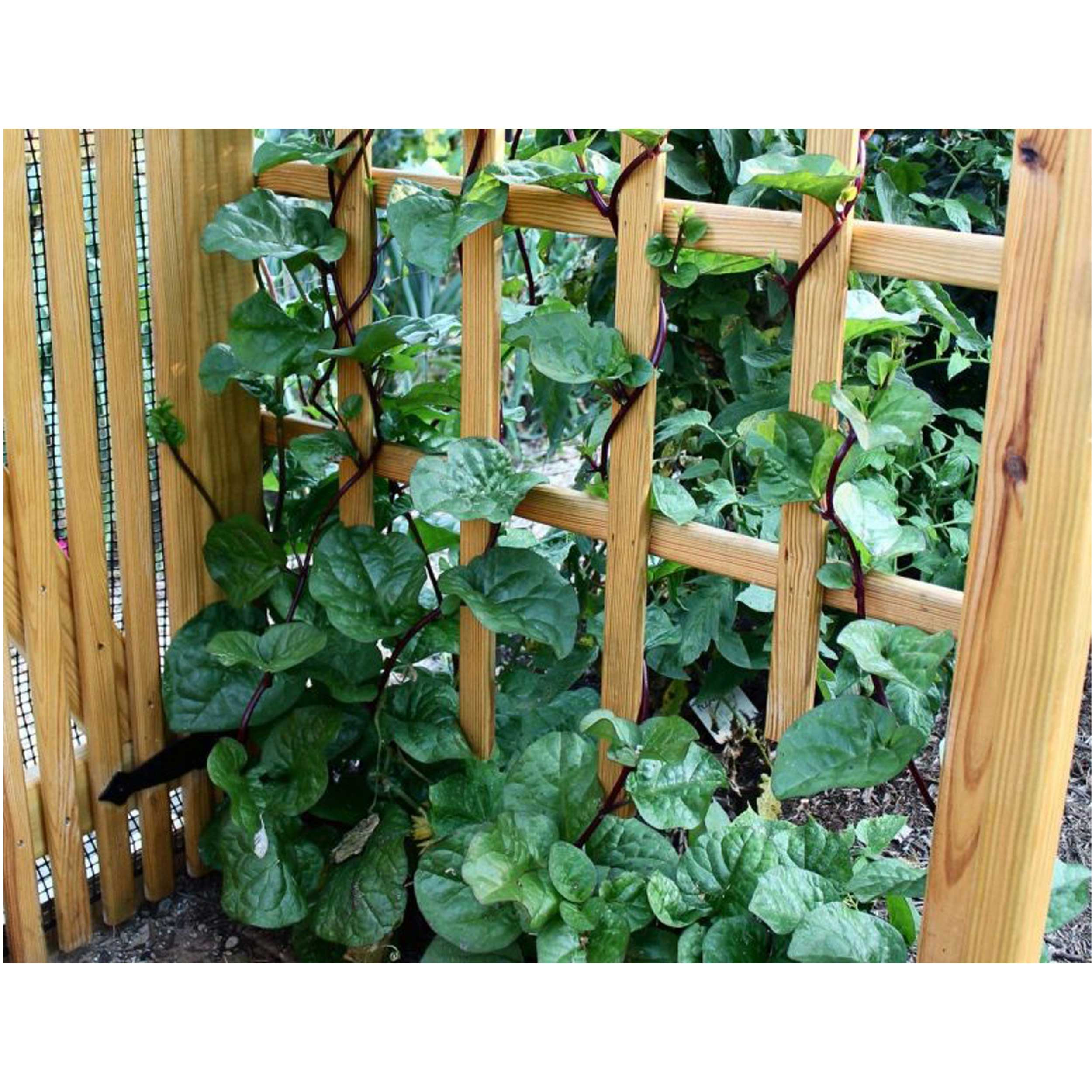 بذر اسفناج مالابار رونده قرمز گلبرگ پامچال کد GPF-304 بذر اسفناج مالابار رونده قرمز گلبرگ پامچال کد GPF-304