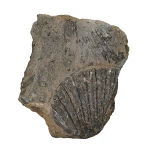 سنگ راف مدل فسیل صدفی کد 149