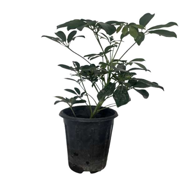 گیاه طبیعی شفلرا کد G12