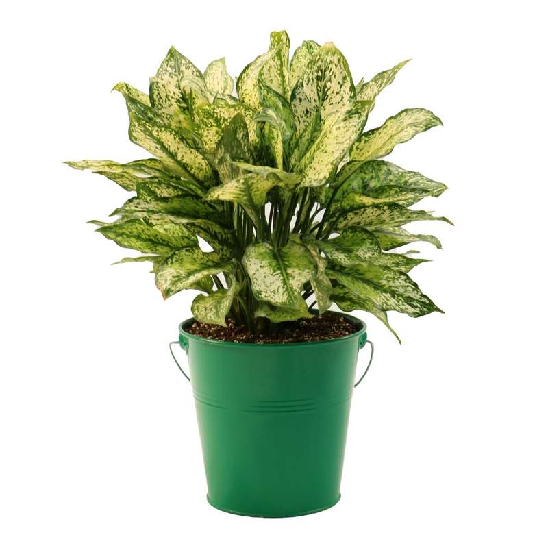 گیاه طبیعی آگلونما کد AG2