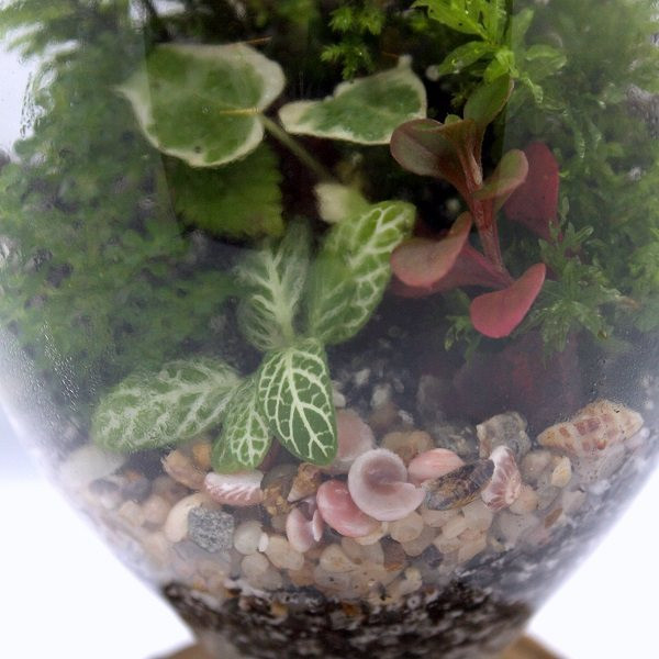 گیاه طبیعی تراريوم وابی كوزا مدل كوزه‌اي زيره چوبی