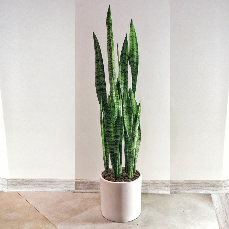 گیاه طبیعی سانسوریا سبز مدل شمشیری