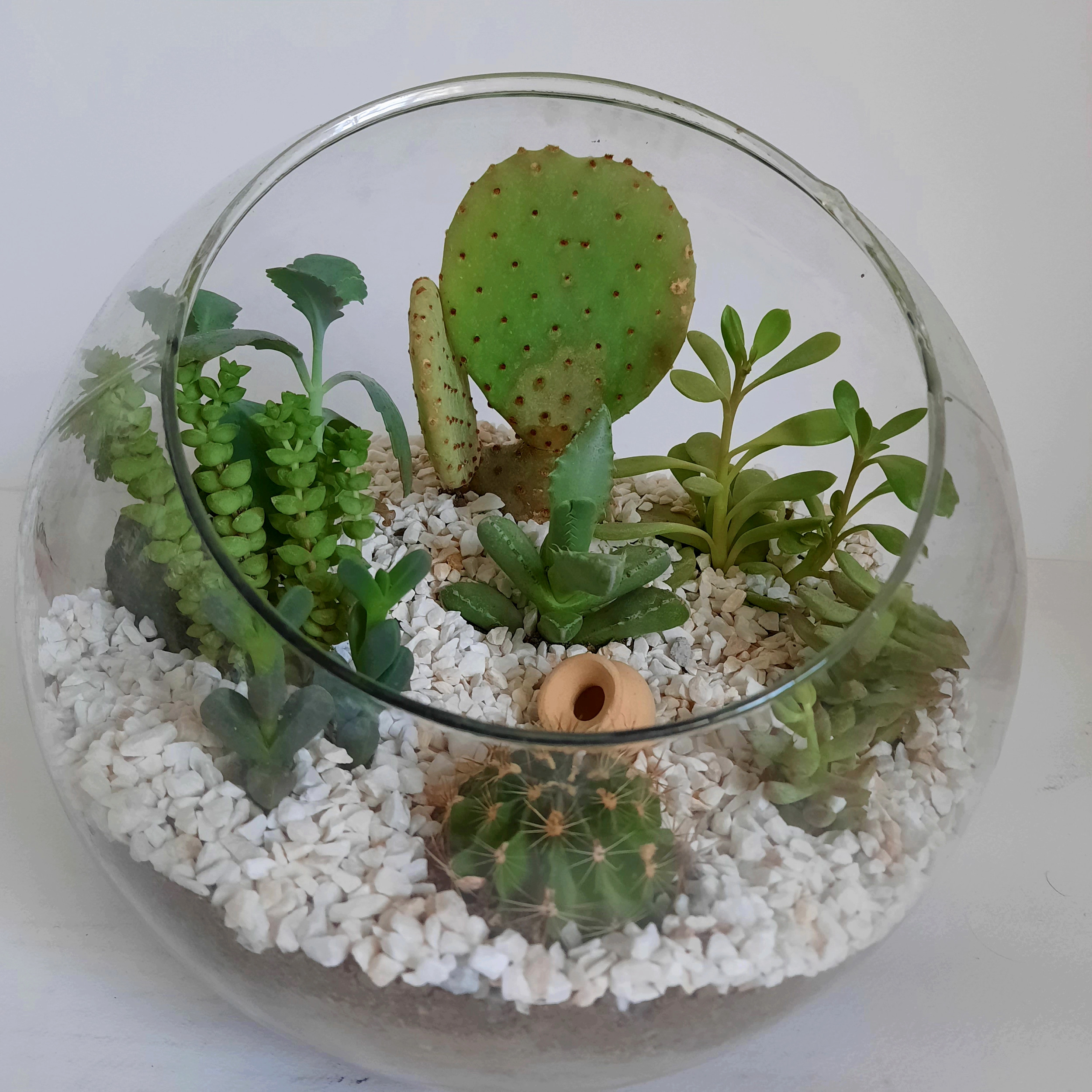 گیاه طبیعی دیش گاردن کاکتوس و ساکولنت کد A