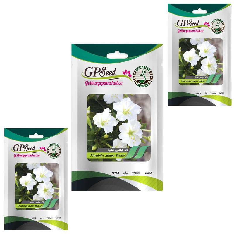 بذر گل لاله عباسی سفید گلبرگ پامچال کد GPF-267 مجموعه 3 عددی بذر گل لاله عباسی سفید گلبرگ پامچال کد GPF-267 مجموعه 3 عددی