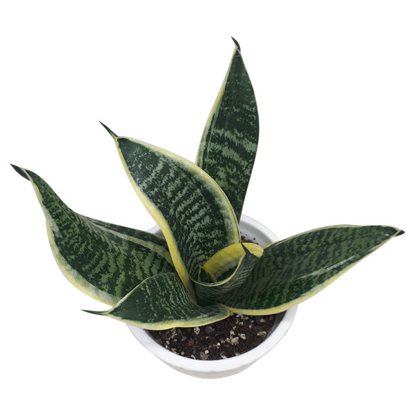 گیاه طبیعی سانسوریا پوست ماری کد S01 گیاه طبیعی سانسوریا پوست ماری کد S01