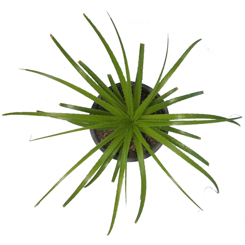 گیاه طبیعی آگاو لیندایی آناناسی کد 104