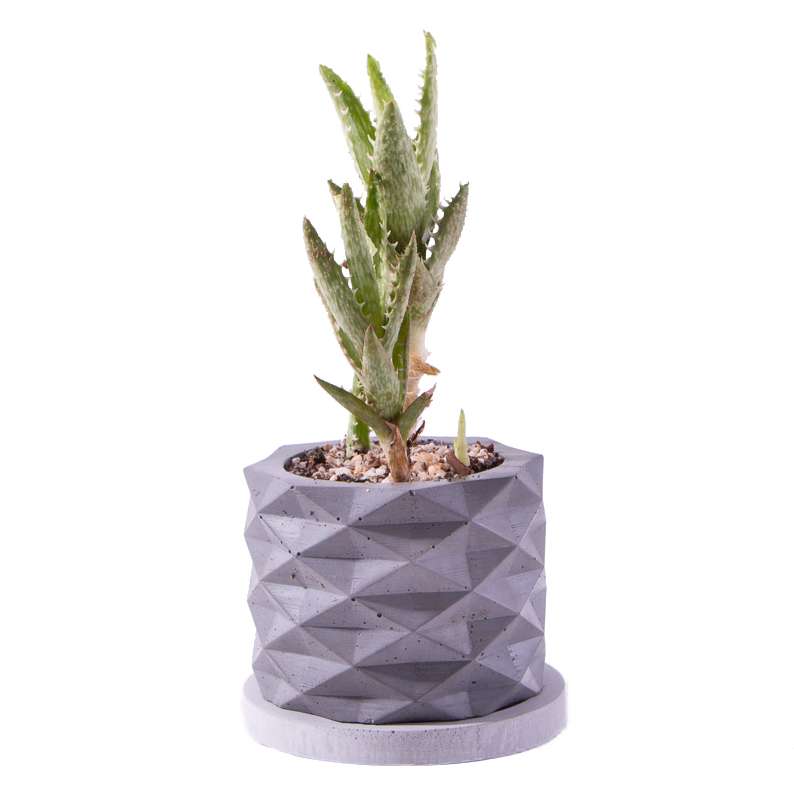 گیاه طبیعی کاکتوس آلوئه جوونا مدل K-17