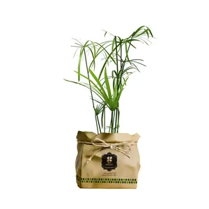 گیاه طبیعی نخل مرداب پنجه کلاغی  گلباران سبز گیلان مدل GN13-33K