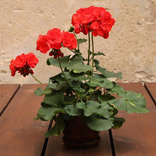 بذر گل شمعدانی قرمز سانیا سید مدلSH1