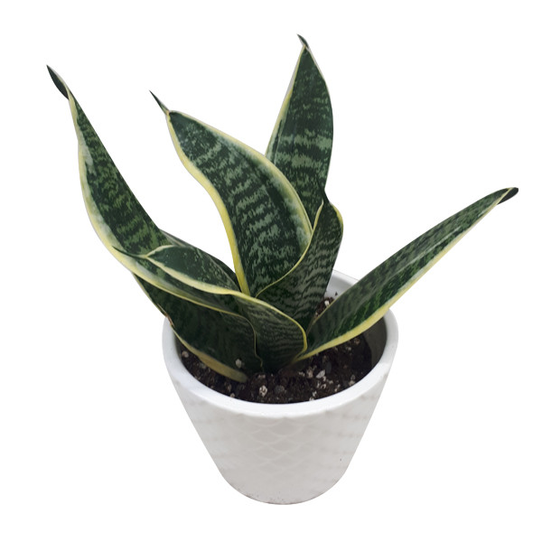 گیاه طبیعی سانسوریا پوست ماری کد S01 گیاه طبیعی سانسوریا پوست ماری کد S01