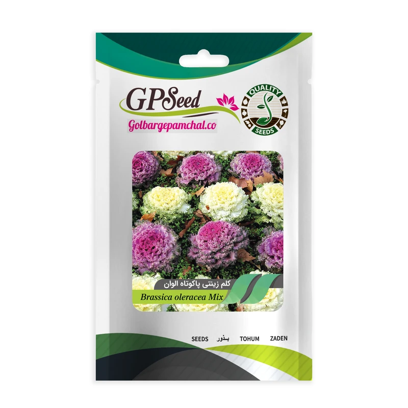 بذر گل کلم زینتی مخلوط گلبرگ پامچال کد GPF-067