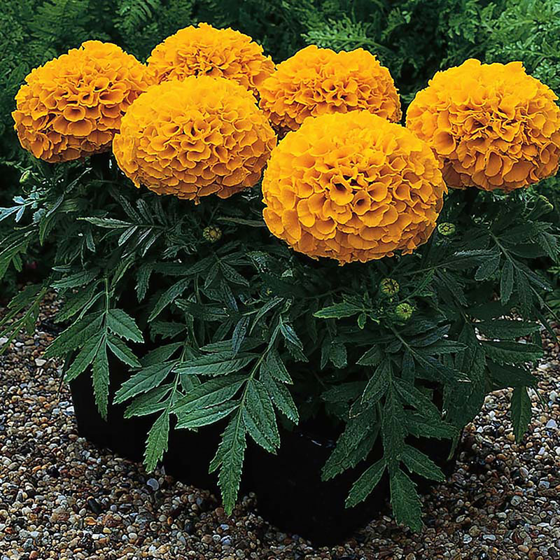 بذر گلهای پرگلبرگ گرین فارم کد 0025 بسته 5 عددی