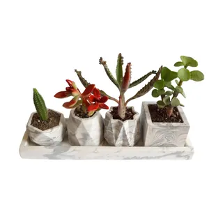 گیاه طبیعی کاکتوس و ساکولنت کد 30 مجموعه 5 عددی