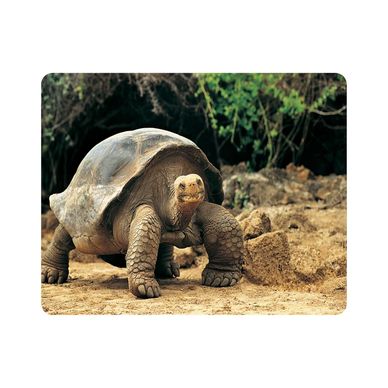 ماوس پد اطلس آبی طرح لاک پشت مدل T7377