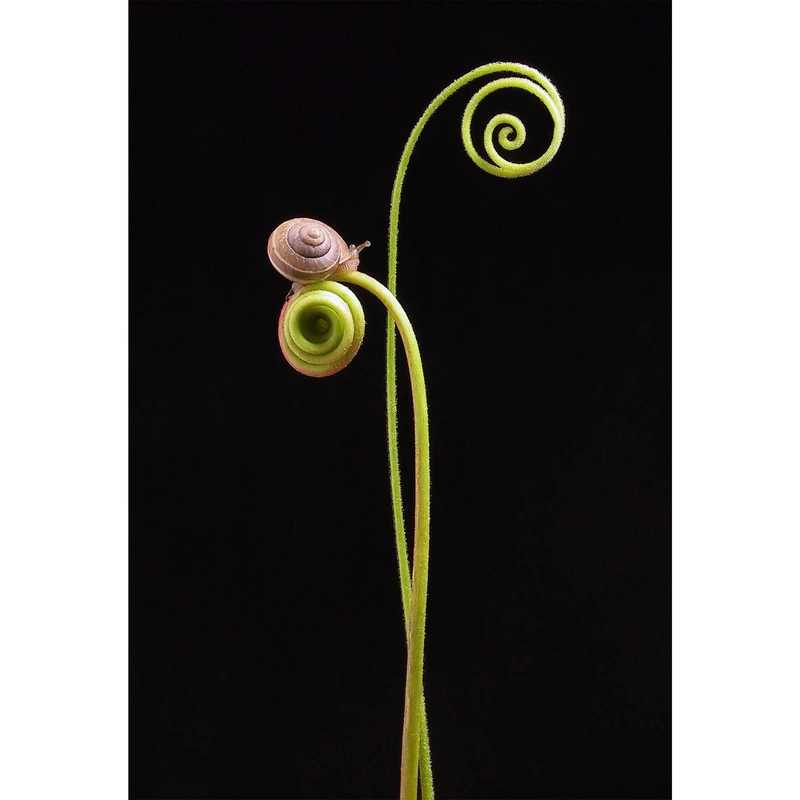 تابلو شاسی مدل حلزون و گیاه T5882