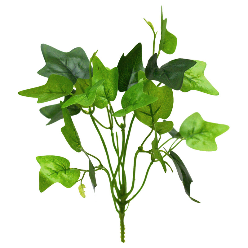 گیاه تزیینی آکواریوم مدل بوته برگ لمسی انگور 2004