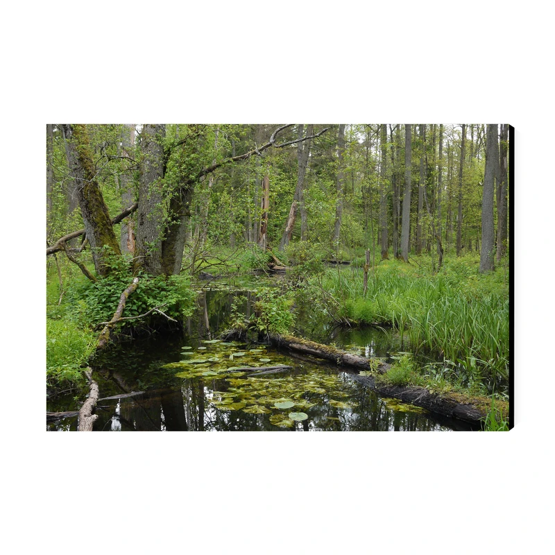 تابلو شاسی عرش طرح گردشگری لهستان مدل پارک ملی بیالوویزا کد As5810