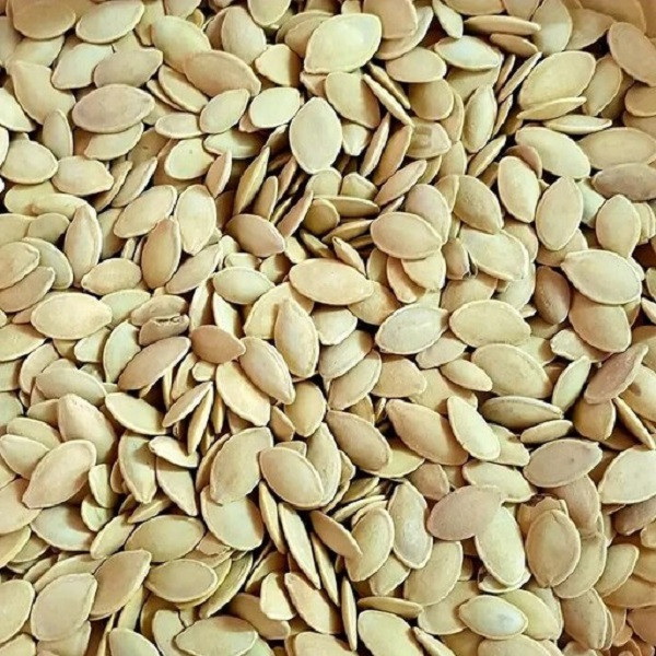 بذر کدو آجیلی جی پی سید مدل GP2371 بذر کدو آجیلی جی پی سید مدل GP2371