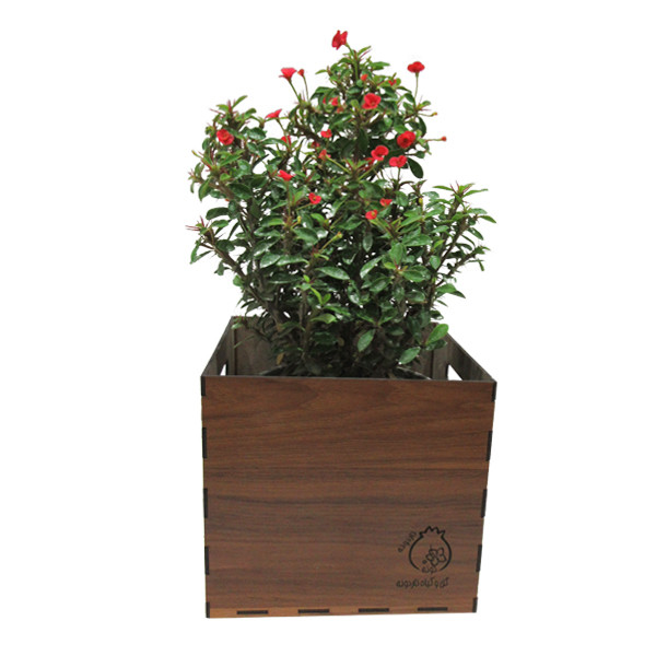 گیاه طبیعی مرجان ناردونه کد M01 گیاه طبیعی مرجان ناردونه کد M01