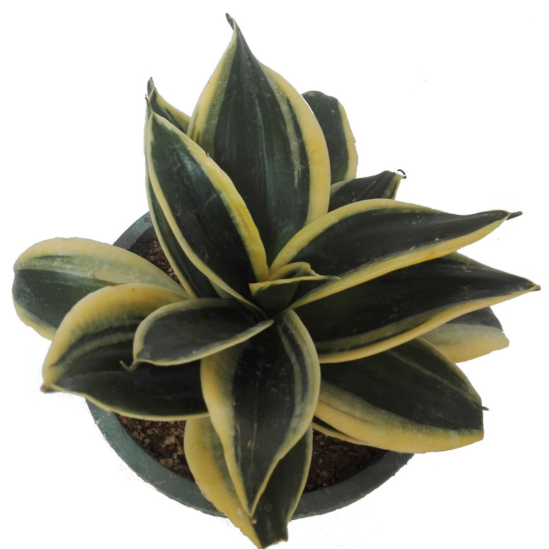 گل طبیعی سانسوریا پا کوتاه بلک گلد کد 101 گل طبیعی سانسوریا پا کوتاه بلک گلد کد 101