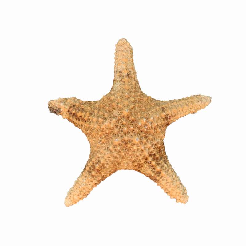 ستاره دریایی تزیینی مدل f1