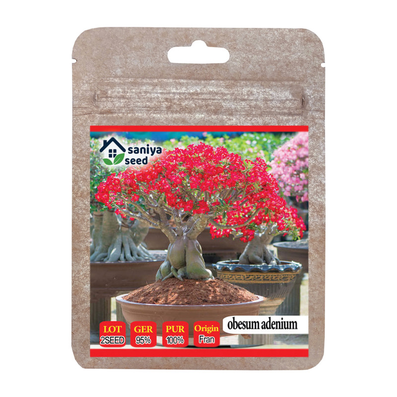 بذر بنسای آدنیوم آبسوم سانیا سید مدل SS41 بذر بنسای آدنیوم آبسوم سانیا سید مدل SS41