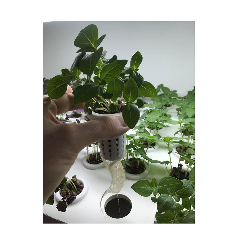 ماکت تزیینی مدل هیدروپونیک