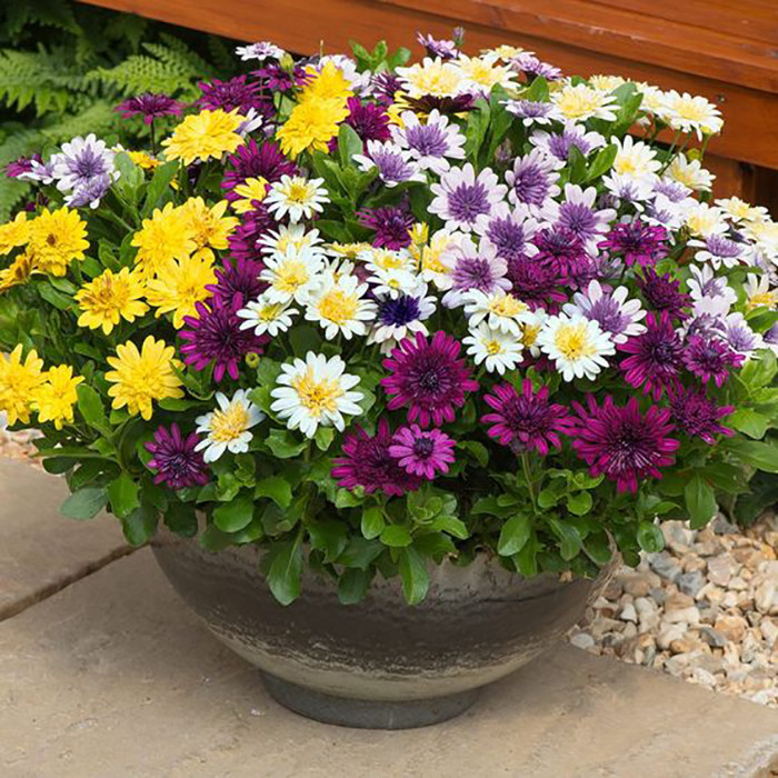 بذر گل استئوسپرموم الوان وانیا سید مدل O326