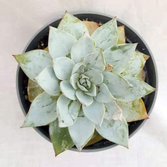 گیاه طبیعی ساکولنت اچوریا کد T01 گیاه طبیعی ساکولنت اچوریا کد T01