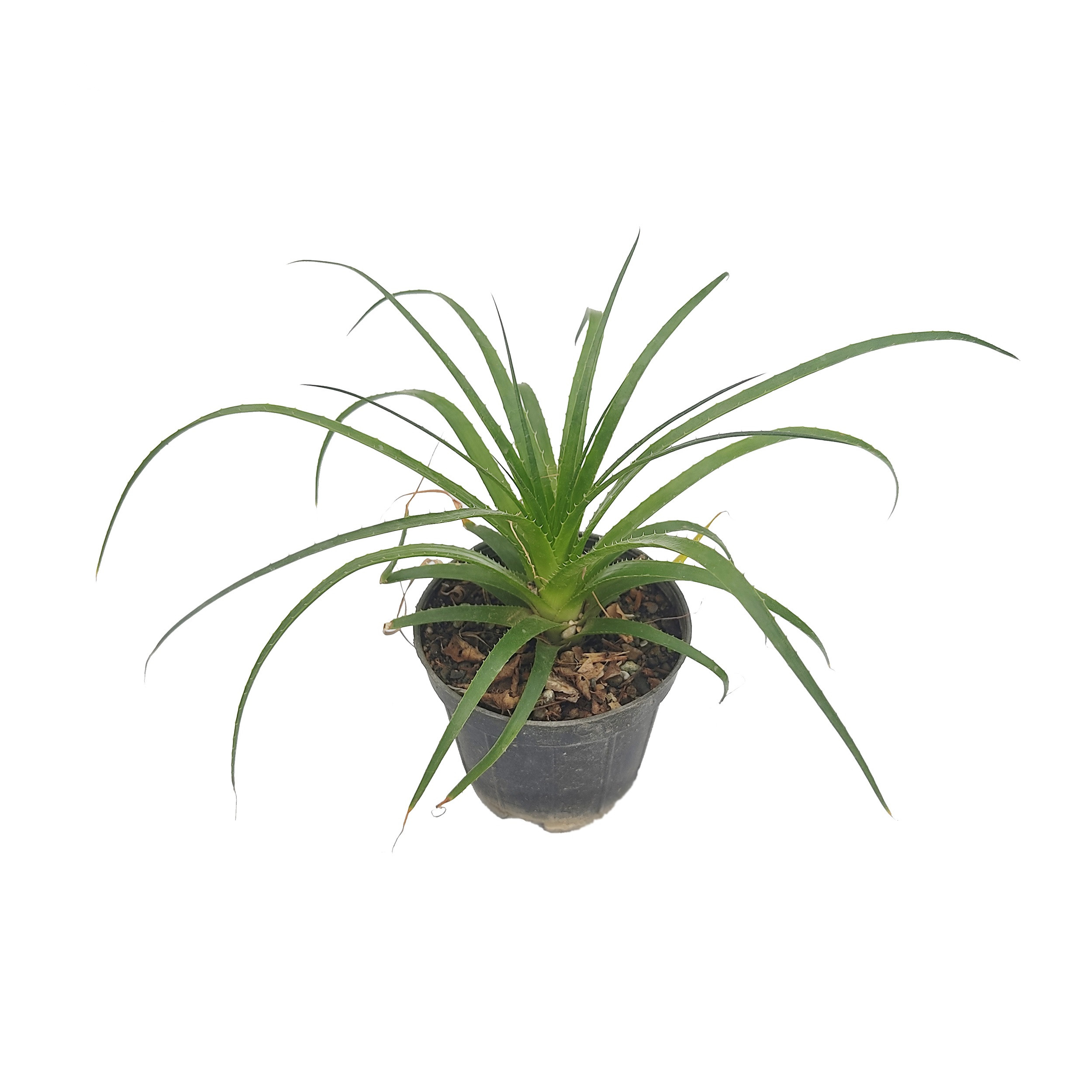 گیاه طبیعی آپارتمانی مدل M12 مجموعه 9 عددی گیاه طبیعی آپارتمانی مدل M12 مجموعه 9 عددی