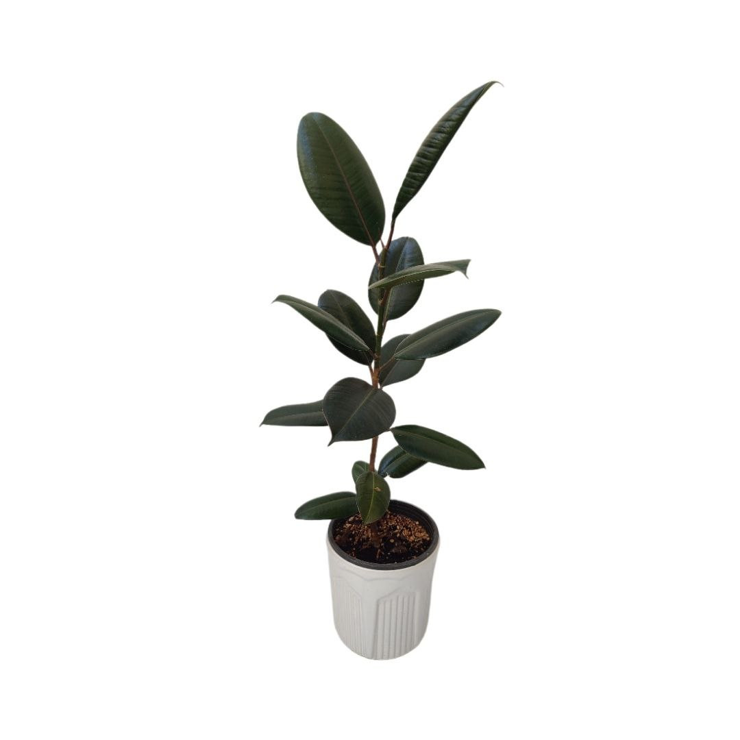 گیاه طبیعی فیکوس بلک مدل 03