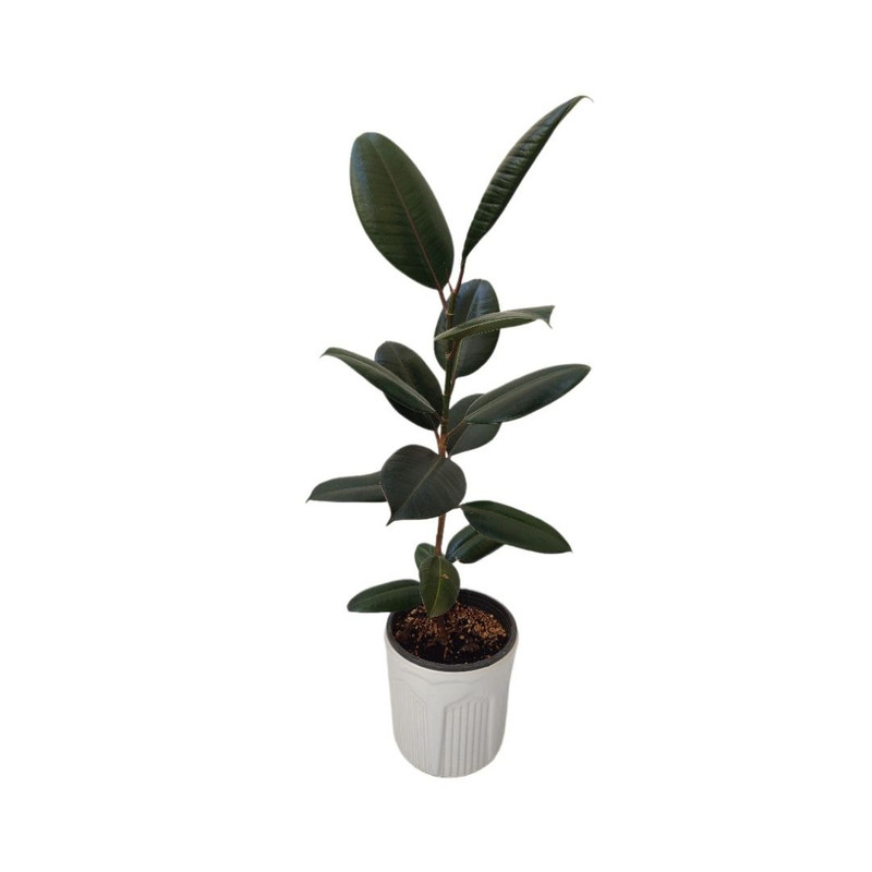 گیاه طبیعی فیکوس بلک مدل 03