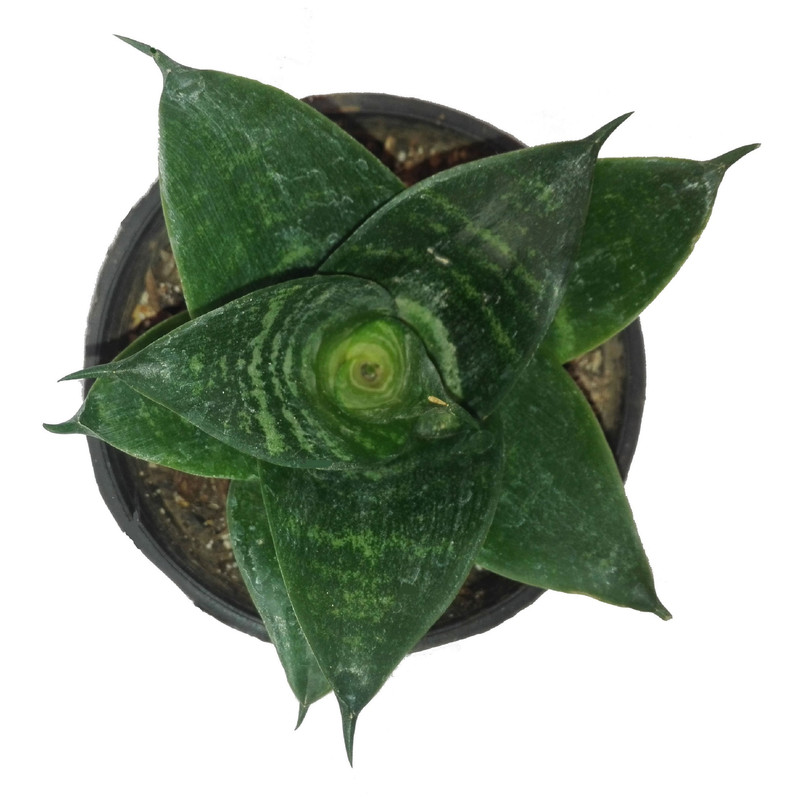 گل طبیعی سانسوریا پا کوتاه سبز کد 103 گل طبیعی سانسوریا پا کوتاه سبز کد 103