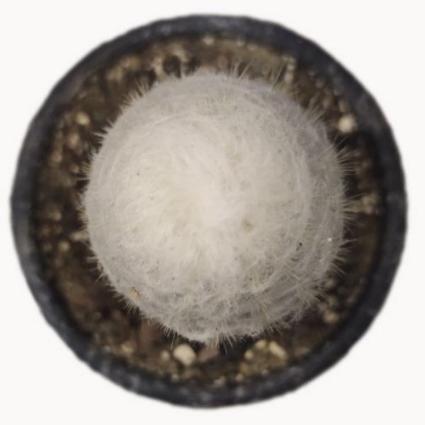 گیاه کاکتوس پیرمرد مدل A71