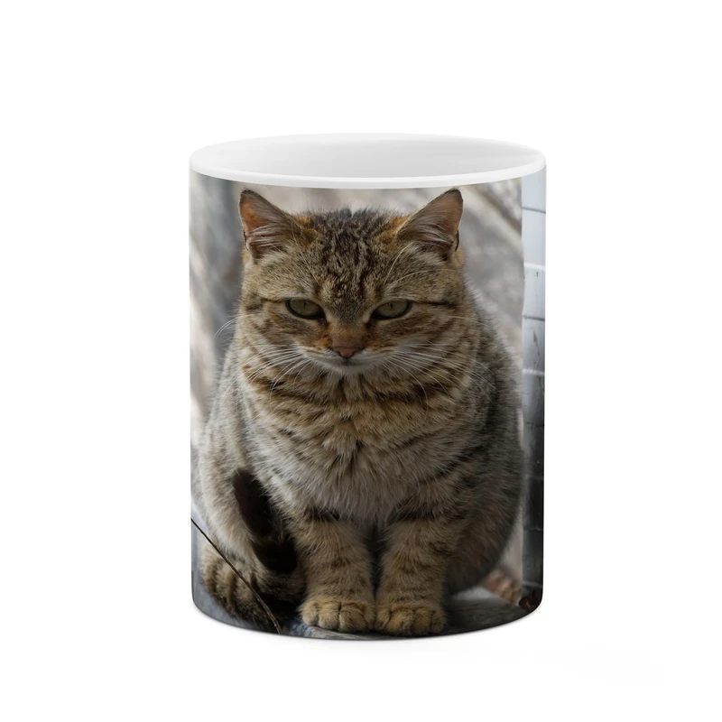 ماگ کاکتی مدل گربه کد mgh17395