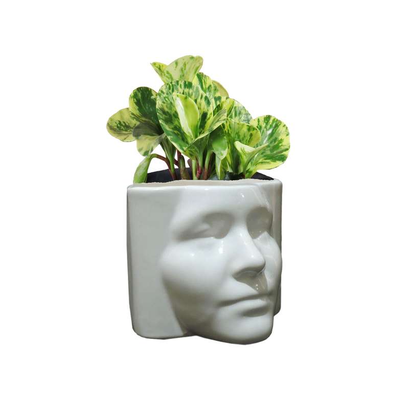 گیاه طبیعی قاشقی ابلغ کد ROKH گیاه طبیعی قاشقی ابلغ کد ROKH