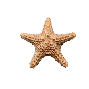 ستاره دریایی تزیینی مدل f8