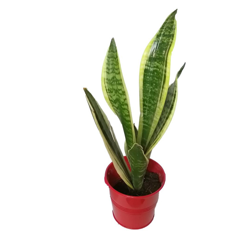 گیاه طبیعی سانسوریا کرواتی ابلق کد pf07