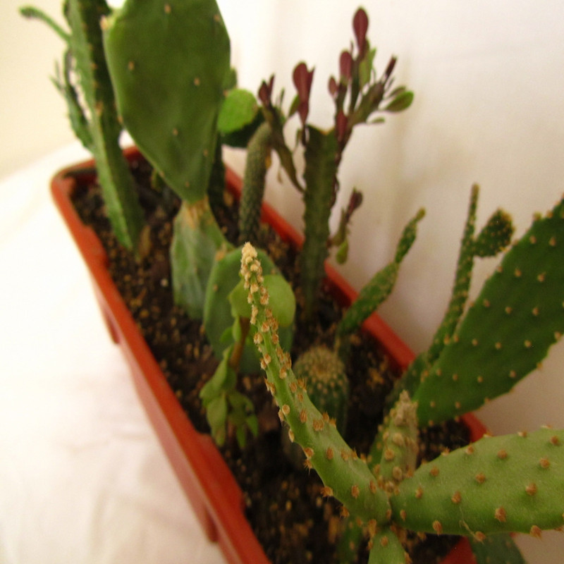 گیاه طبیعی افوربیا و اپونتیا مدل جنگل کاکتوس کد 0114