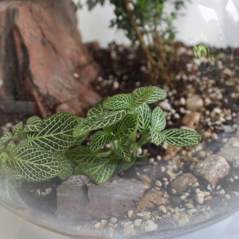 تراریوم گیاه طبیعی کد NP-20