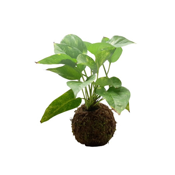 گیاه طبیعی پتوس کد KDPT