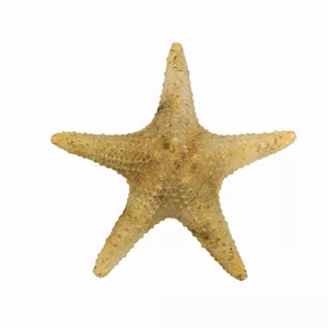 ستاره دریایی تزیینی مدل fb16