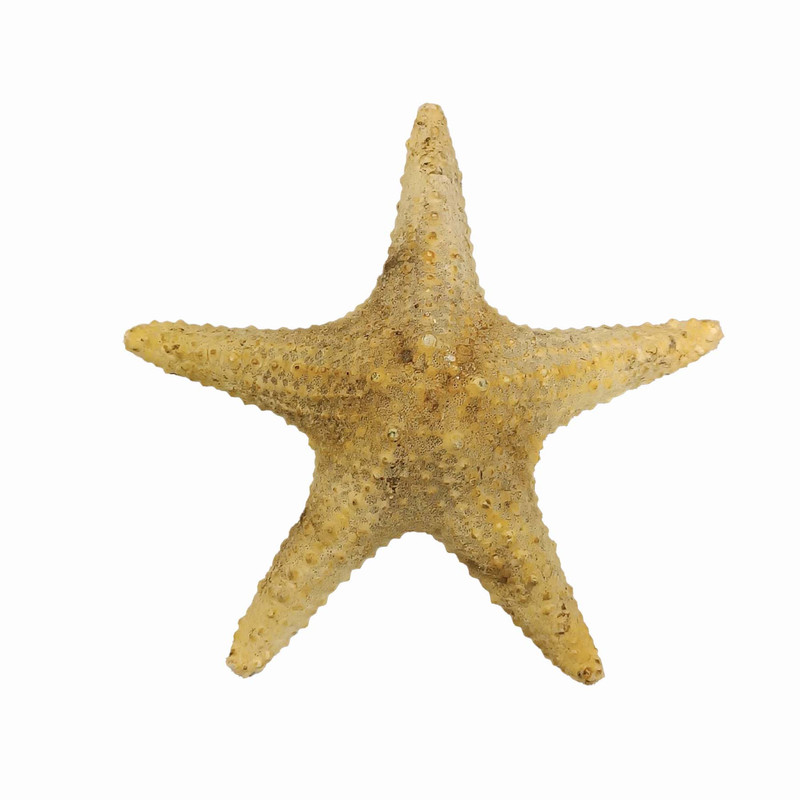 ستاره دریایی تزیینی مدل fb16