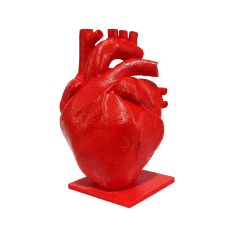 دکوری مدل قلب آناتومی