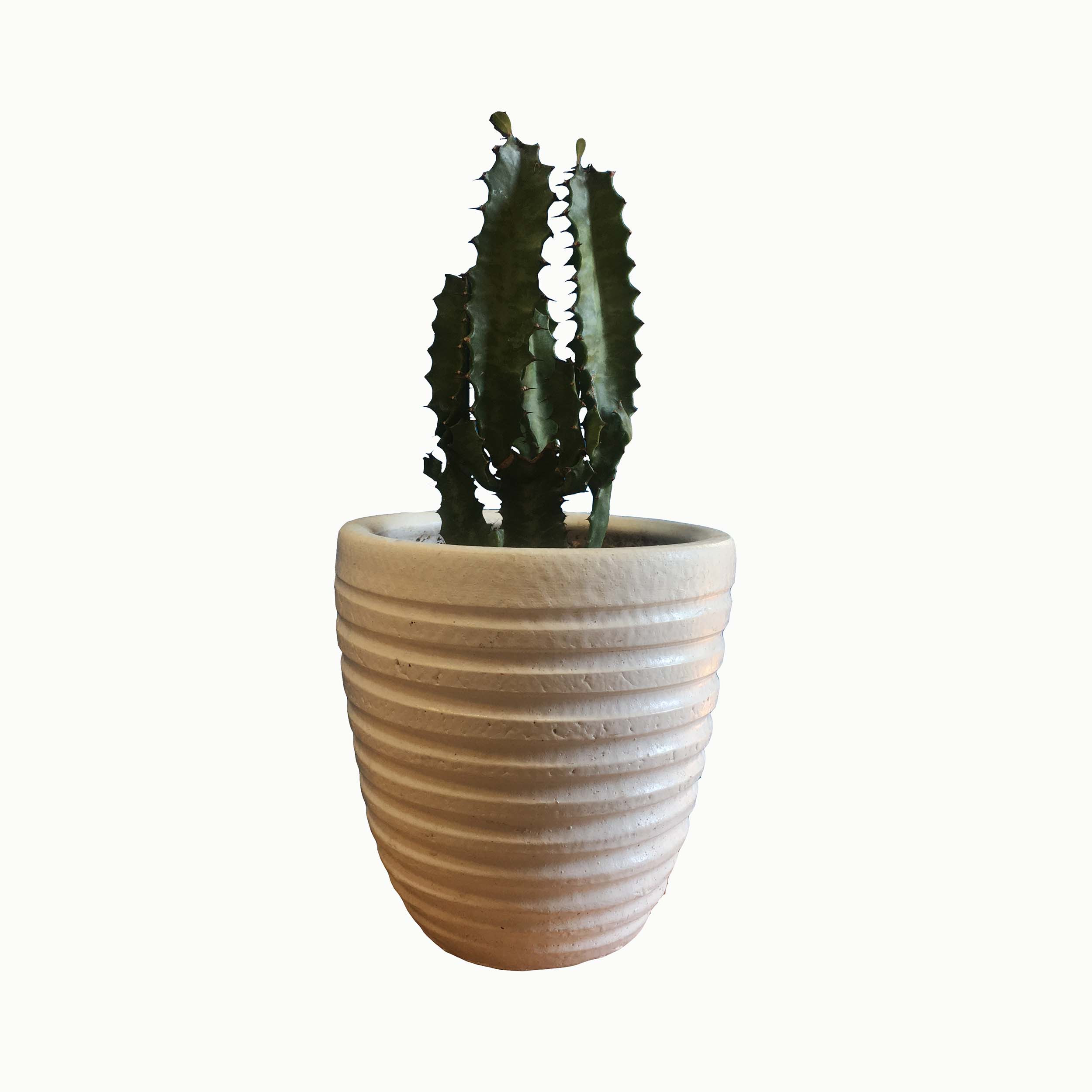 گیاه طبیعی افوربیا گلیتال مدل1269 گیاه طبیعی افوربیا گلیتال مدل1269