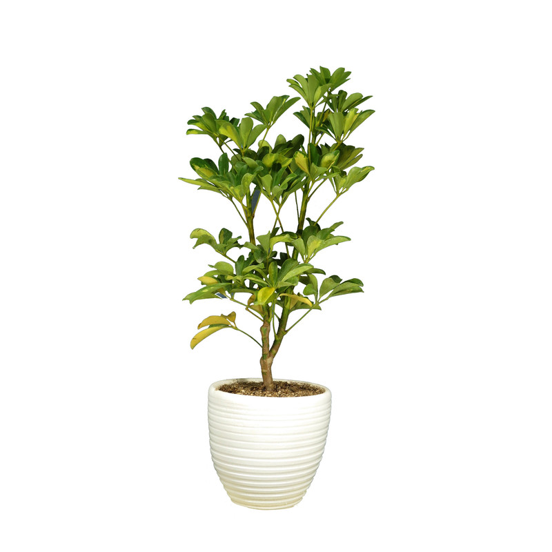 گیاه طبیعی شفلرا ابلغ کد19- AS