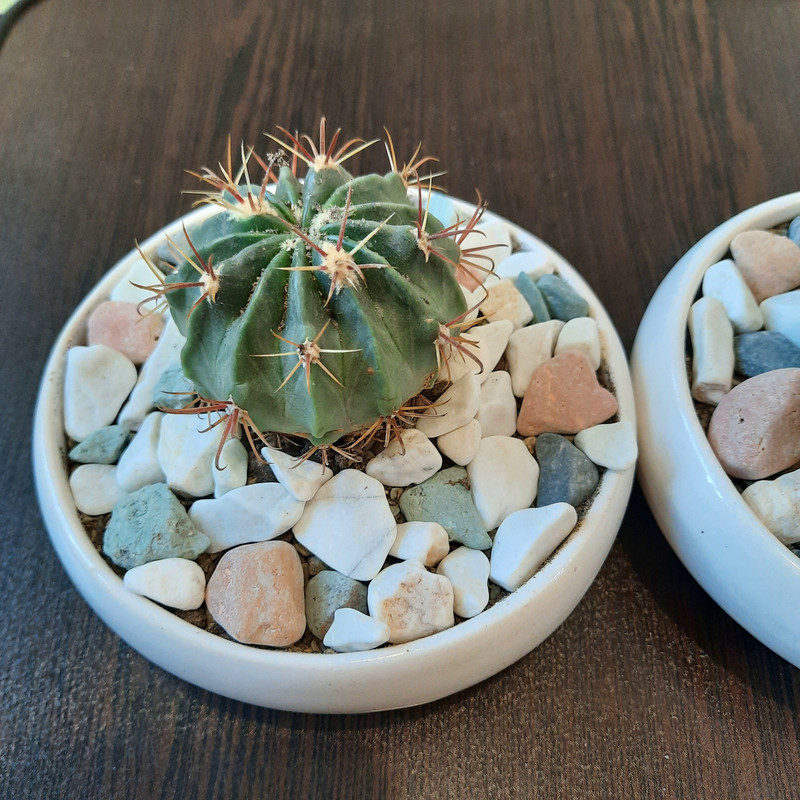 گیاه طبیعی خانواده ساکولنت و کاکتوس کد 88 مجموعه 3 عددی