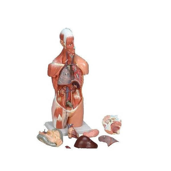 بازی آموزشی مدل مولاژ نیم تنه