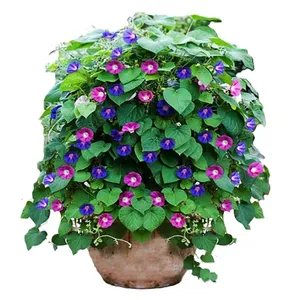 گیاه طبیعی نیلوفر پیچ مدل رونده